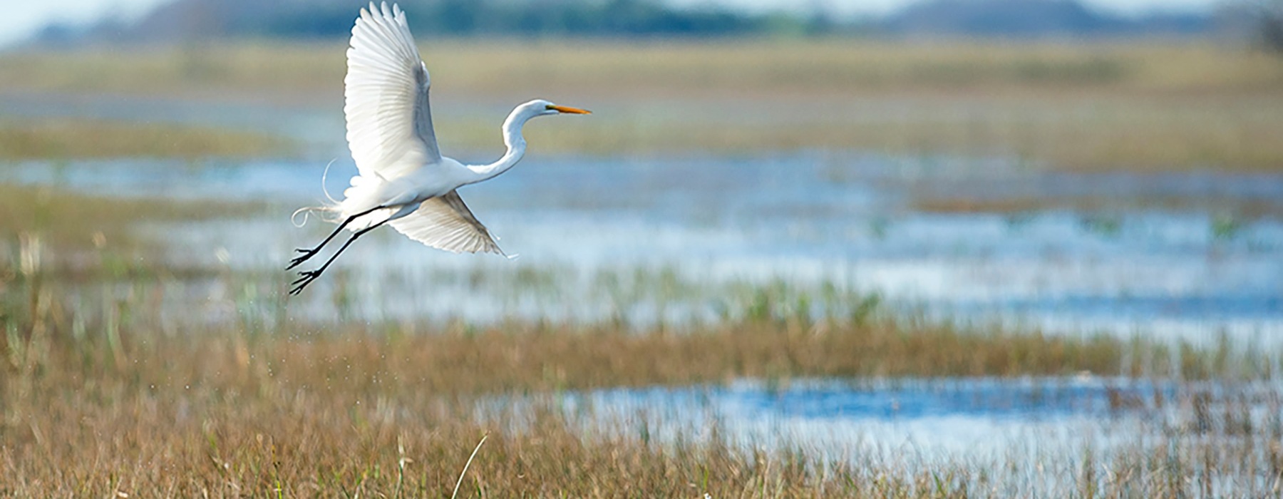 a large bird flying over a body of water